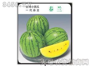 吃瓜娱乐圈小兰花